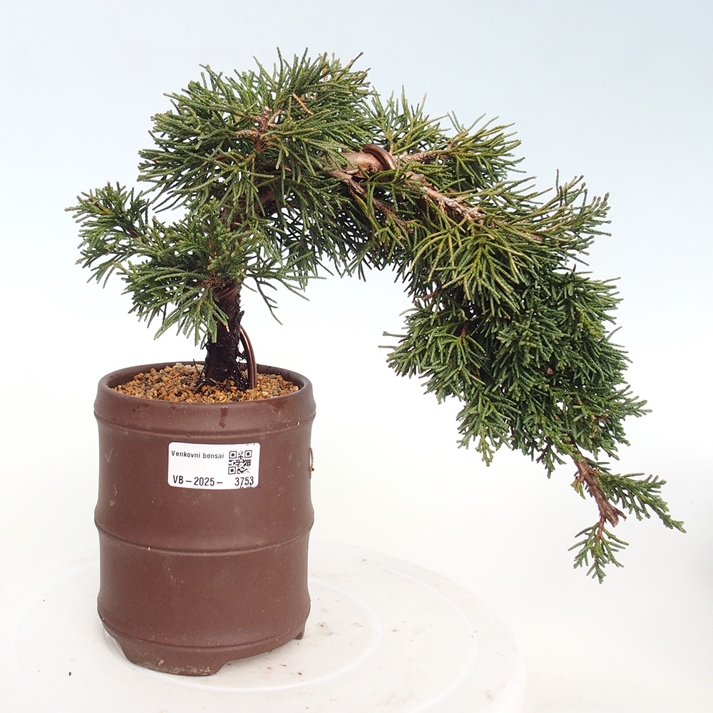 Kültéri bonsai - Juniperus chinensis Kishu