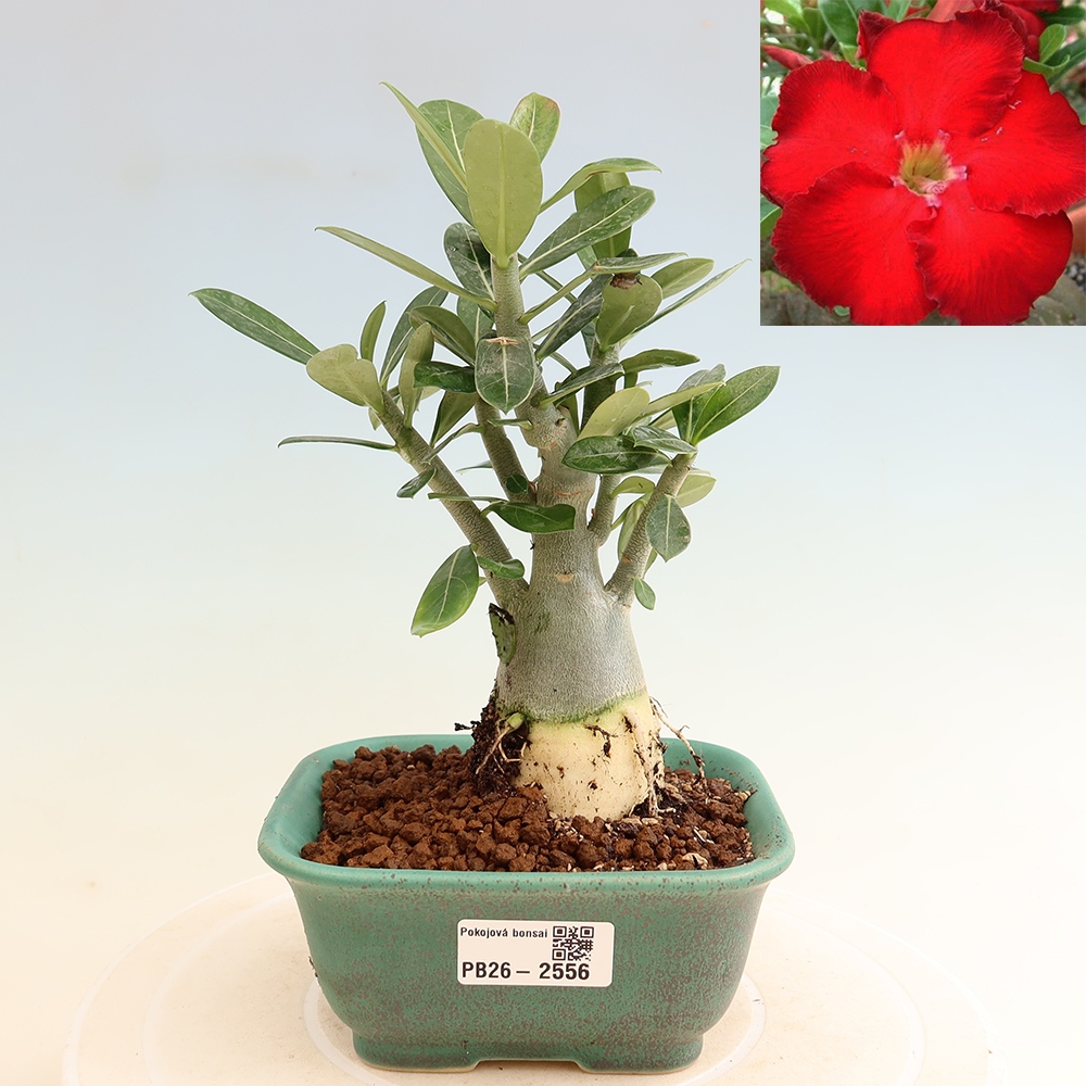 Szobabonsai – Adenium obesum Red Star – Sivatagi rózsa