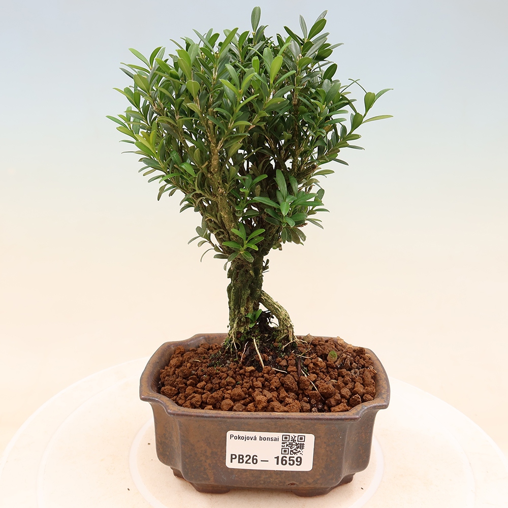 Szobai bonsai - Buxus harlandii - parafa buxus