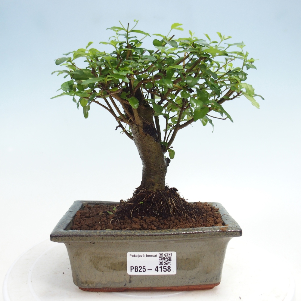 Szobai bonsai -Ligustrum chinensis - Madárcsőr