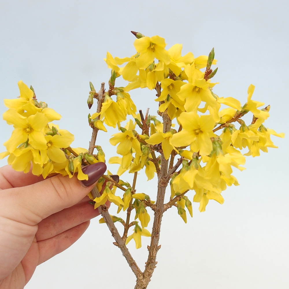 Kültéri bonsai - Zlatice - Forsythia intermedia