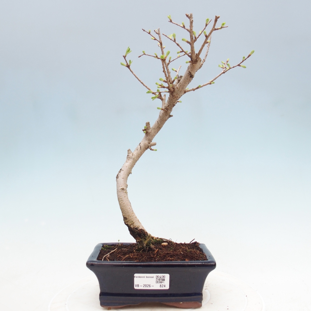 Kültéri bonsai -Pseudolarix amabis-Pseudolarix amabis-Pseudolarix amabis