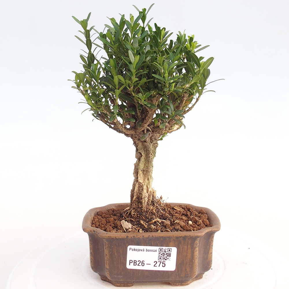 Szobai bonsai - Buxus harlandii - parafa buxus