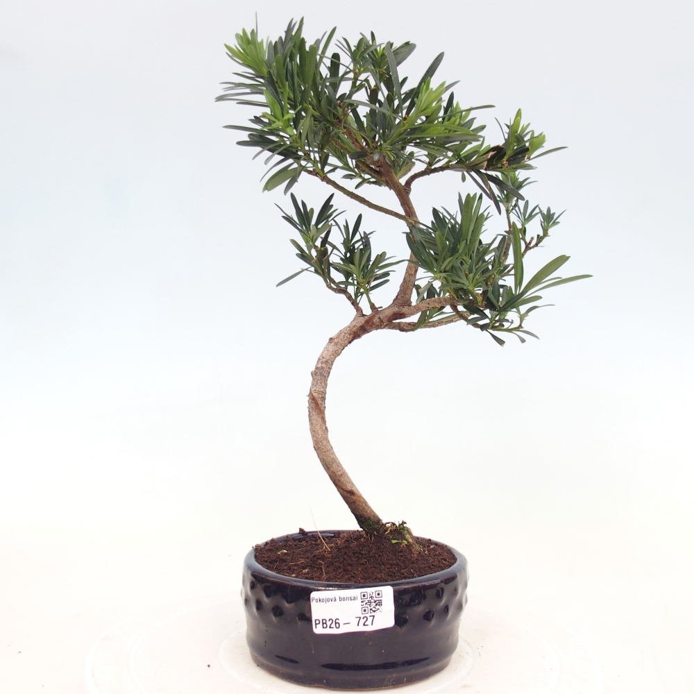 Szobai bonsai - Podocarpus - Kőtiszafa