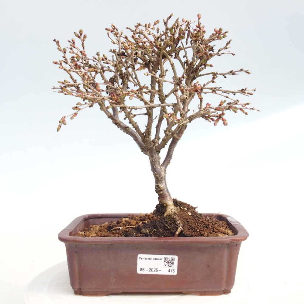 Kültéri bonsai - Prunus incisa Kojou-no mai-Plivon kivágva