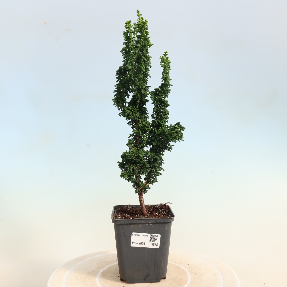 Kültéri bonsai - Cham. obtusa SEKKA HINOKI - Cifra ciprus
