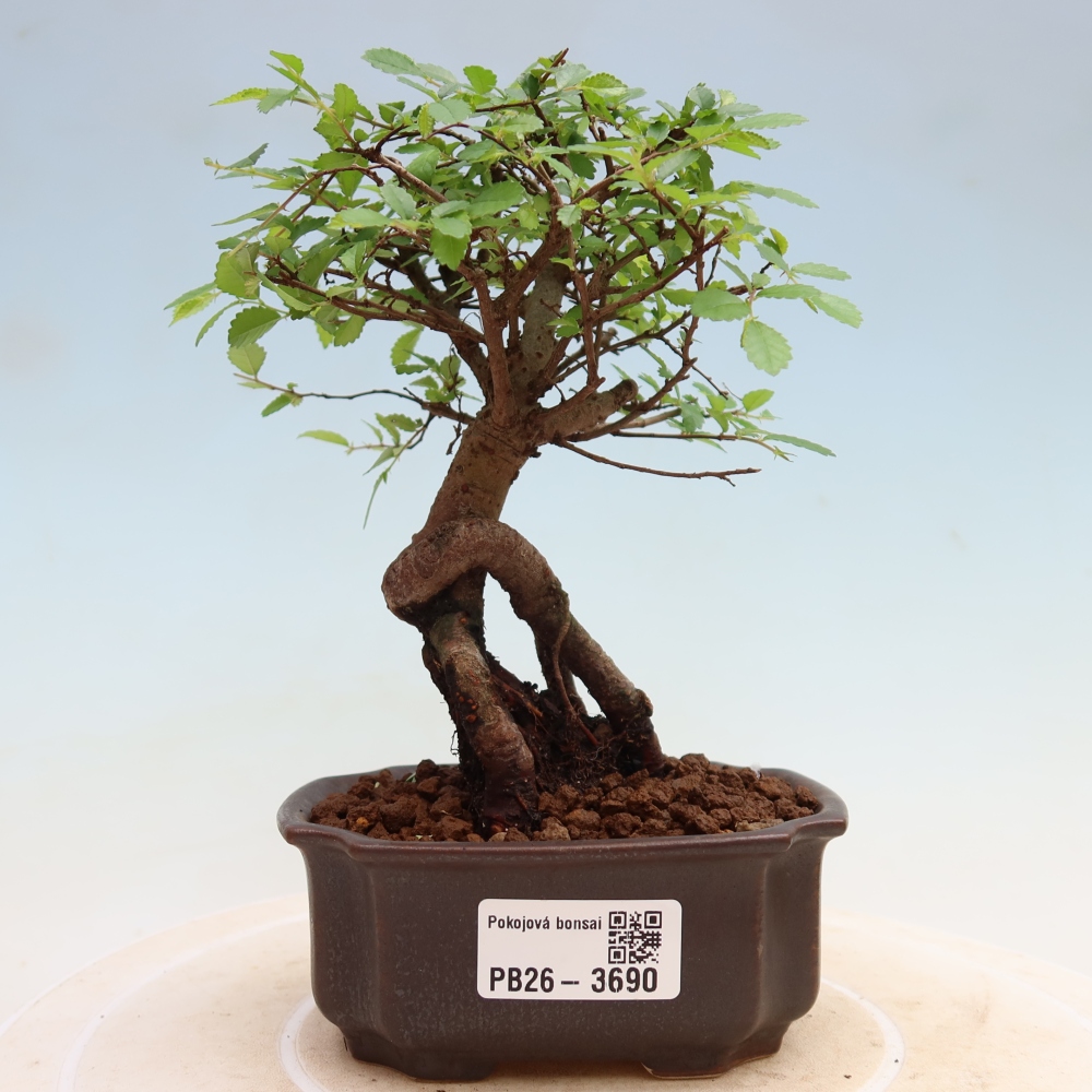 Szobai bonsai - Ulmus parvifolia - Kislevelű szilfa