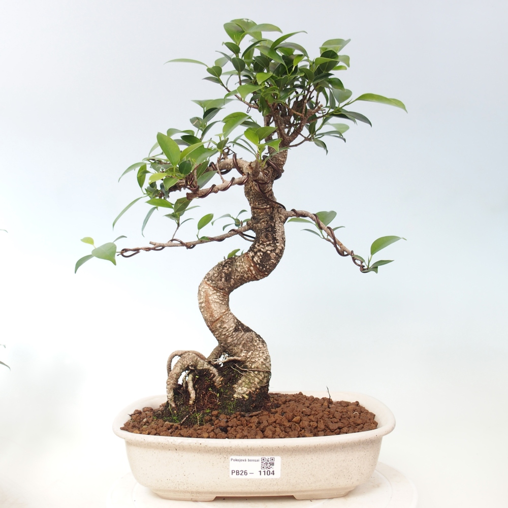Szobai bonsai - Ficus kimmen - kislevelű fikusz