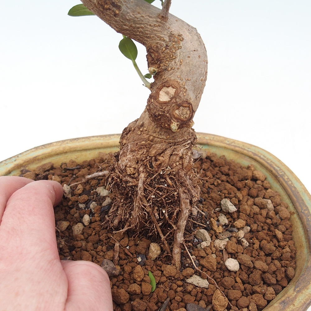 Beltéri bonsai - Olea europaea sylvestris