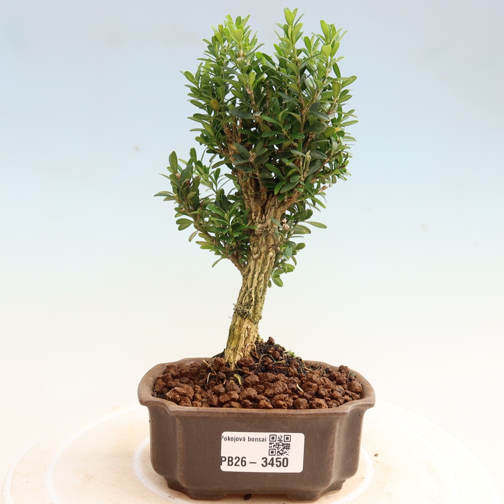 Szobai bonsai - Buxus harlandii - parafa buxus