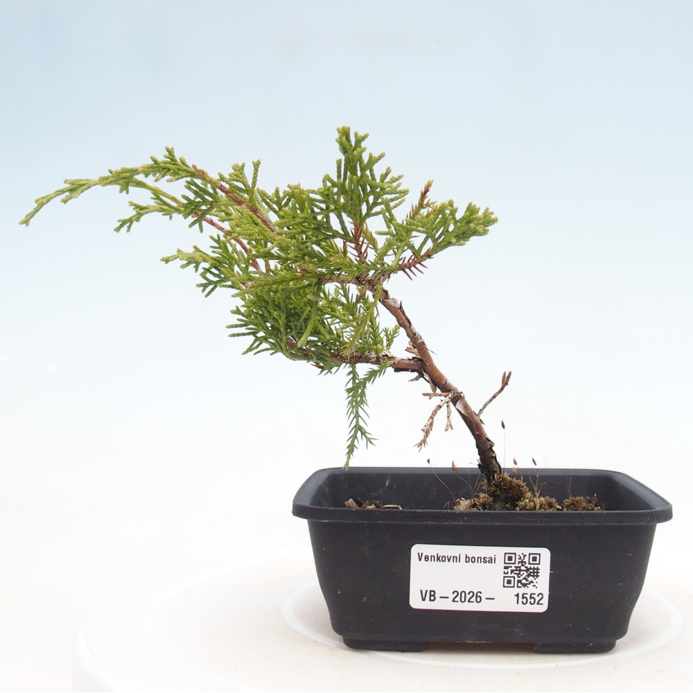 Kültéri bonsai - Juniperus chinensis Itoigawa