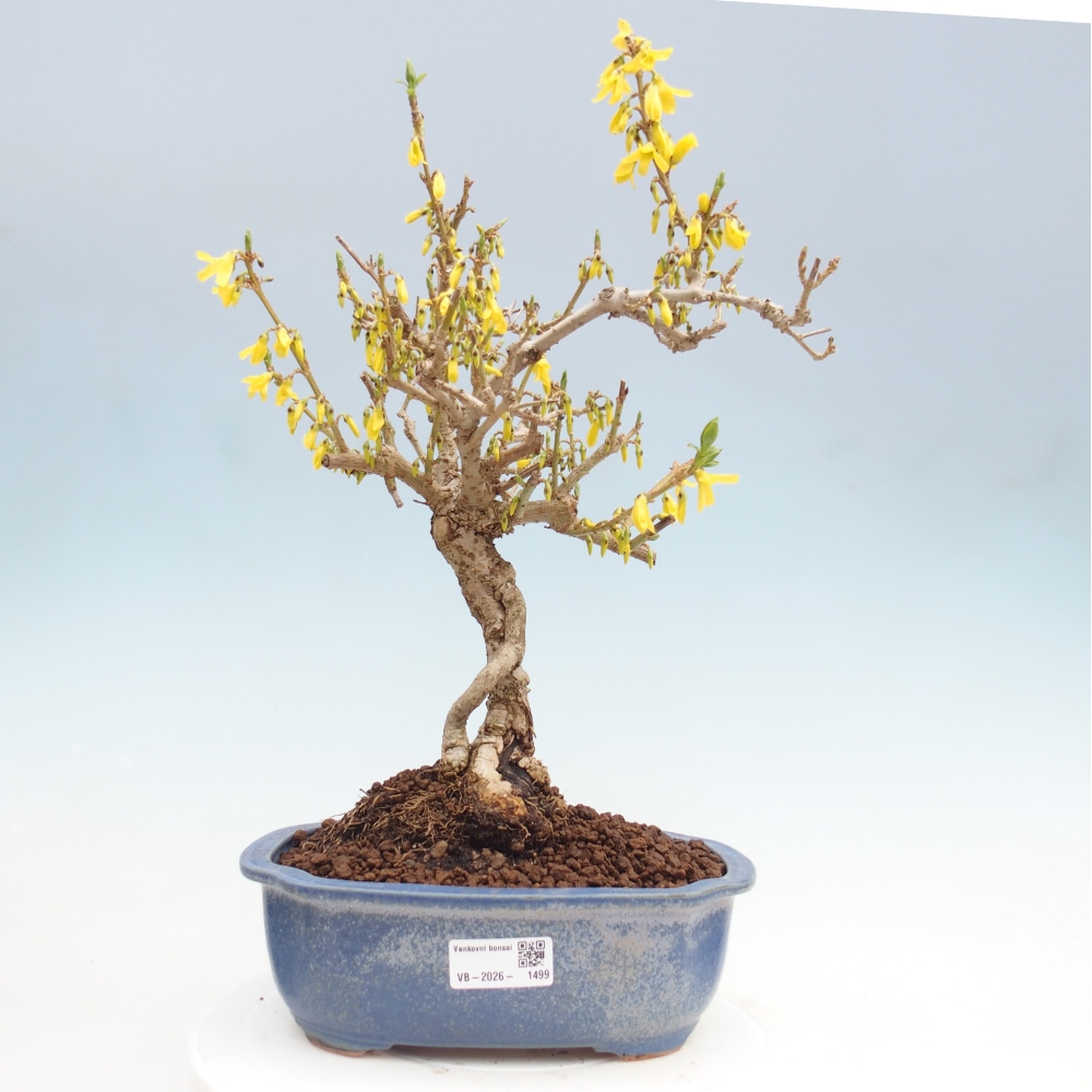 Kültéri bonsai - Zlatice - Forsythia koreana