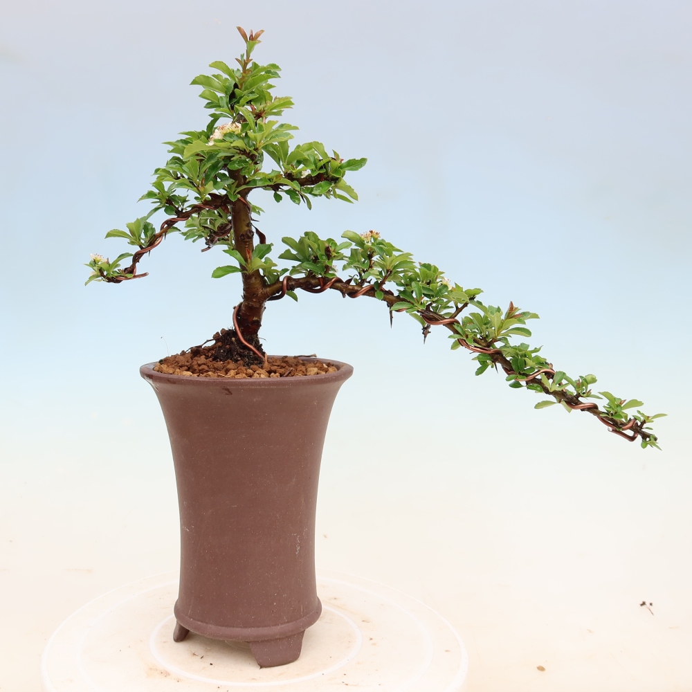 Kültéri bonsai – Pyracantha teton – Vörös tűzcserje
