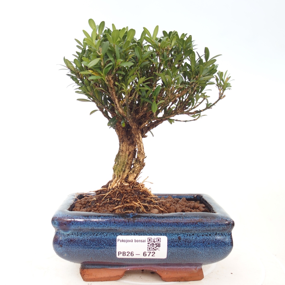Szobai bonsai - Buxus harlandii - parafa buxus
