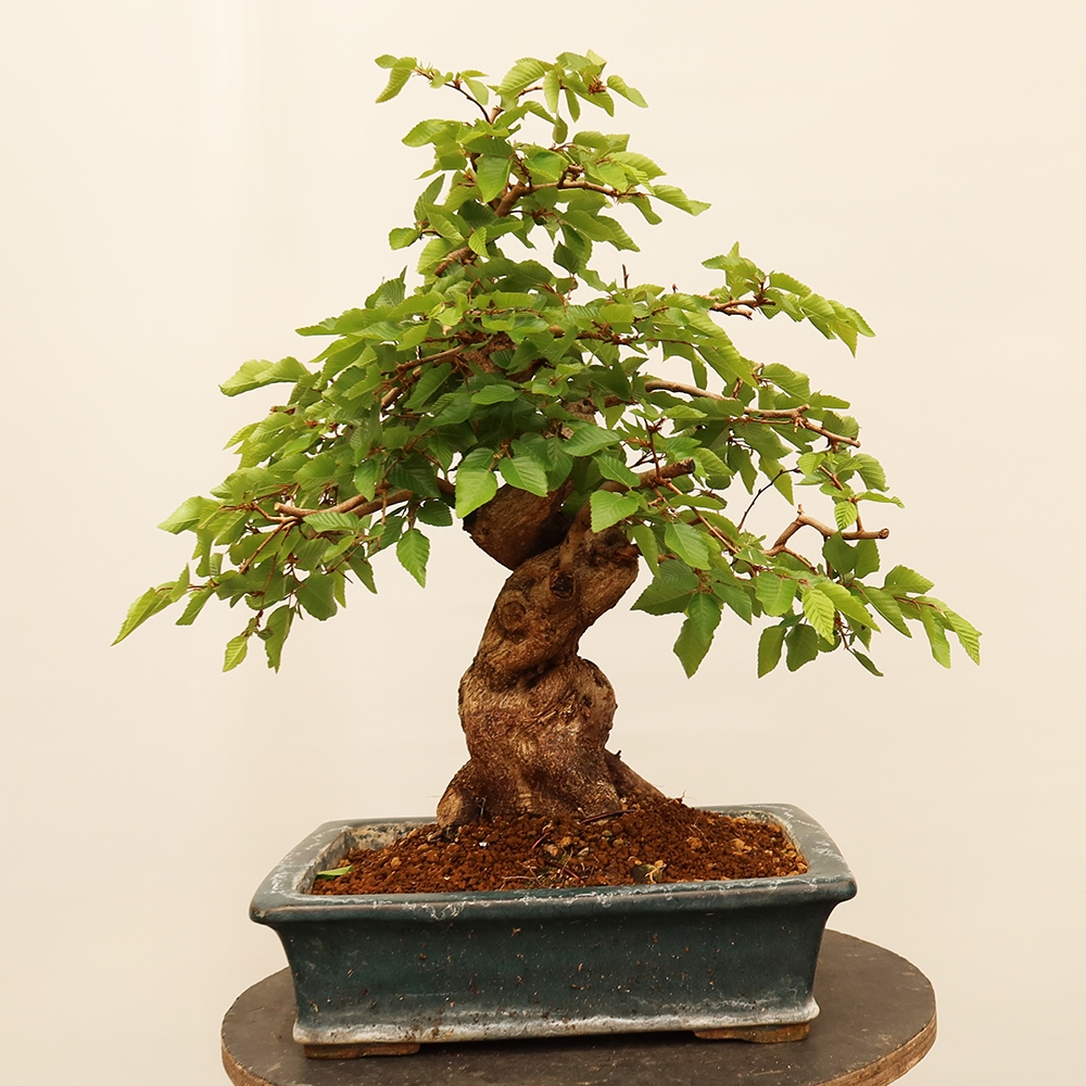 Kültéri bonsai -Carpinus Coreana - Koreai gyertyánfa