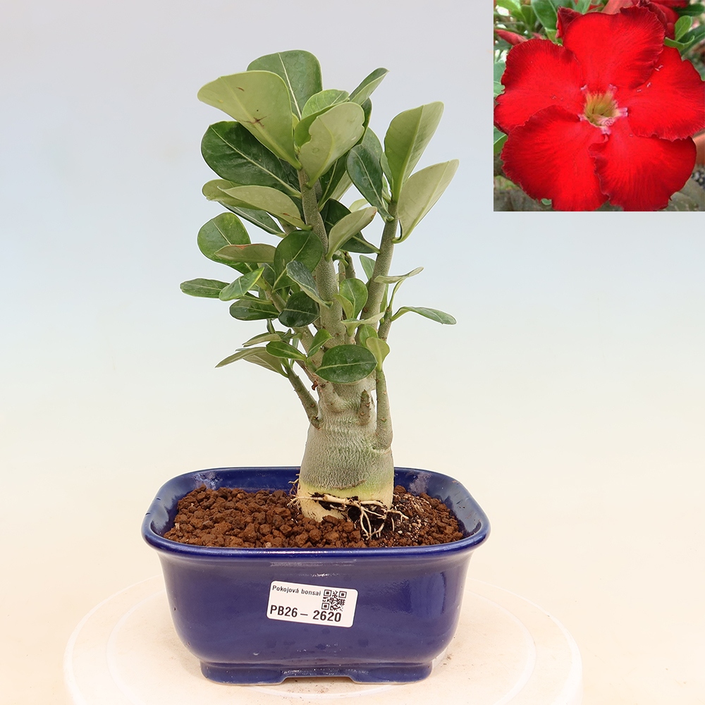 Szobabonsai – Adenium obesum Red Star – Sivatagi rózsa