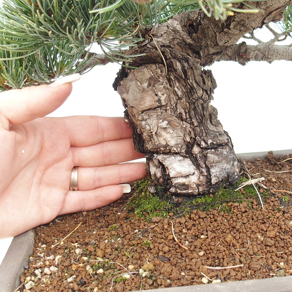 Kültéri bonsai - Pinus parviflora - Pinus parviflora