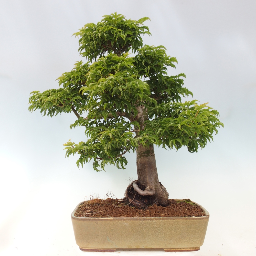 Kültéri bonsai -Javor pálma Acer palmatum Shishigashira