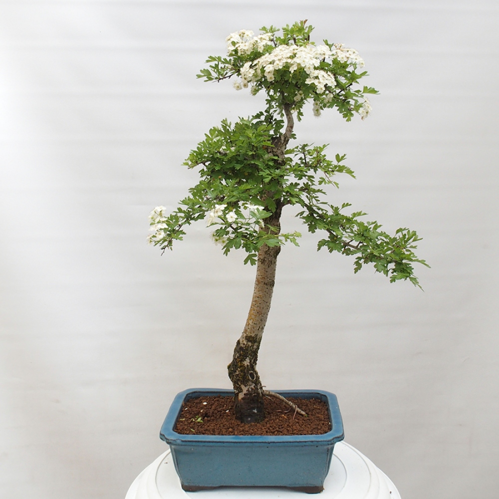 Kültéri bonsai - Galagonya - Crataegus monogyna