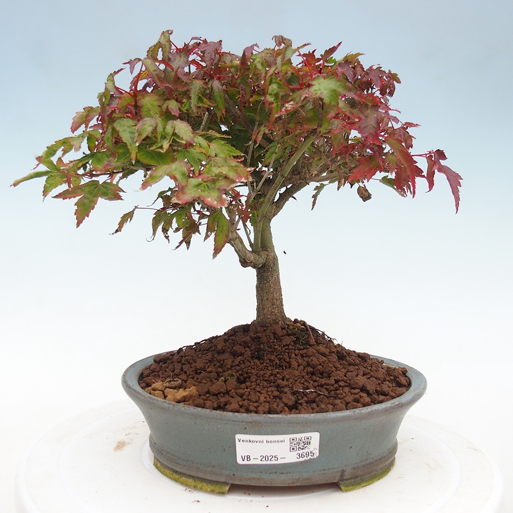 Acer palmatum KIOHIME - Pálma juhar