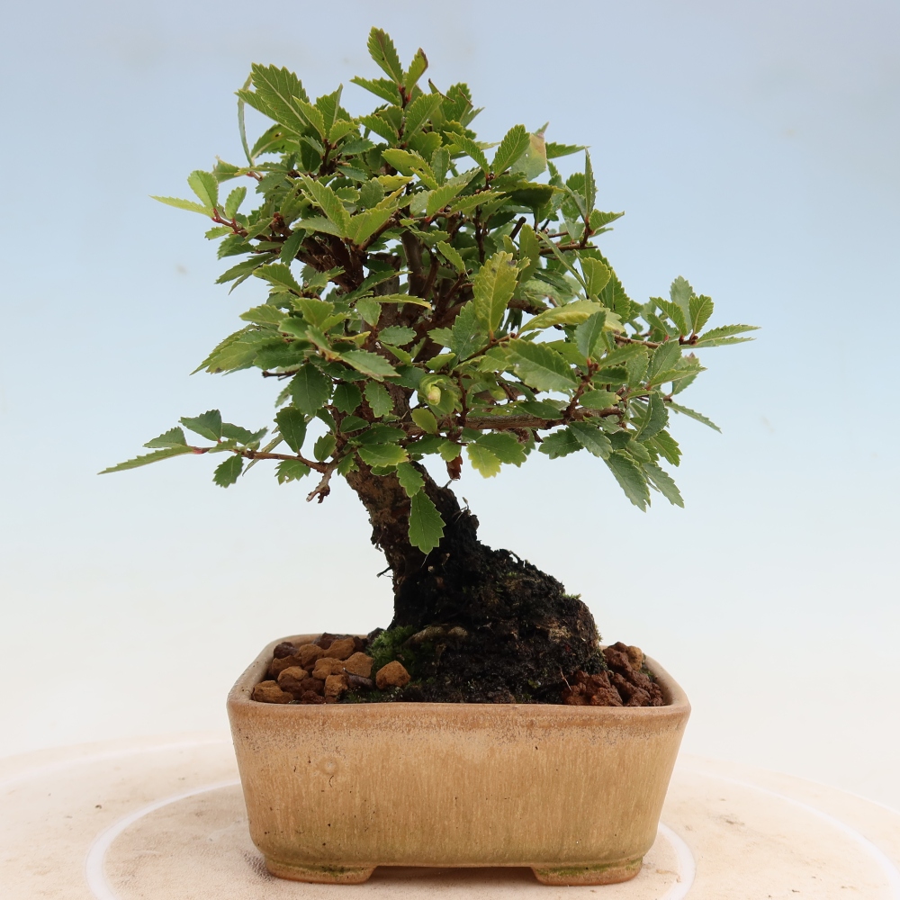 Kültéri bonsai - Zelkova - Zelkova NIRE