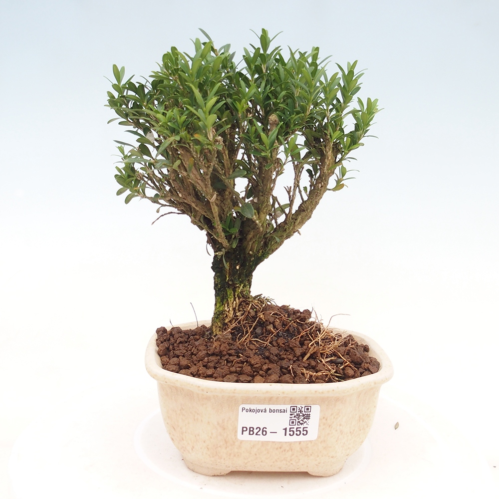 Szobai bonsai - Buxus harlandii - parafa buxus
