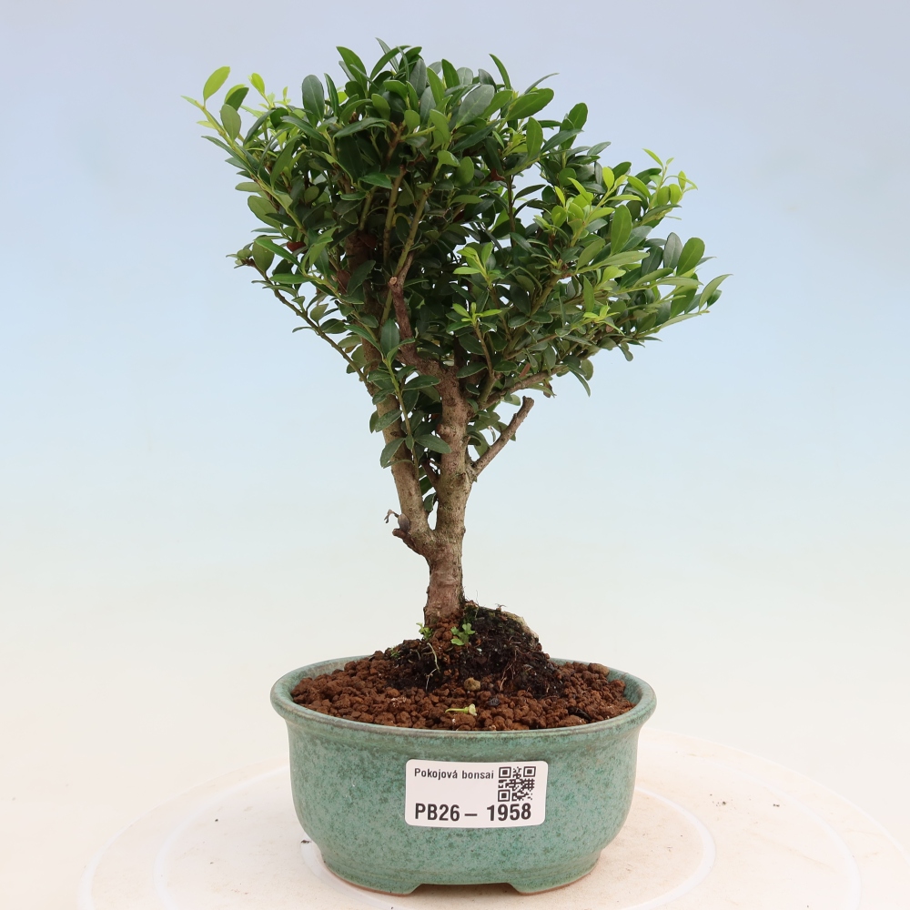 Szobai bonsai - Ilex crenata - Holly