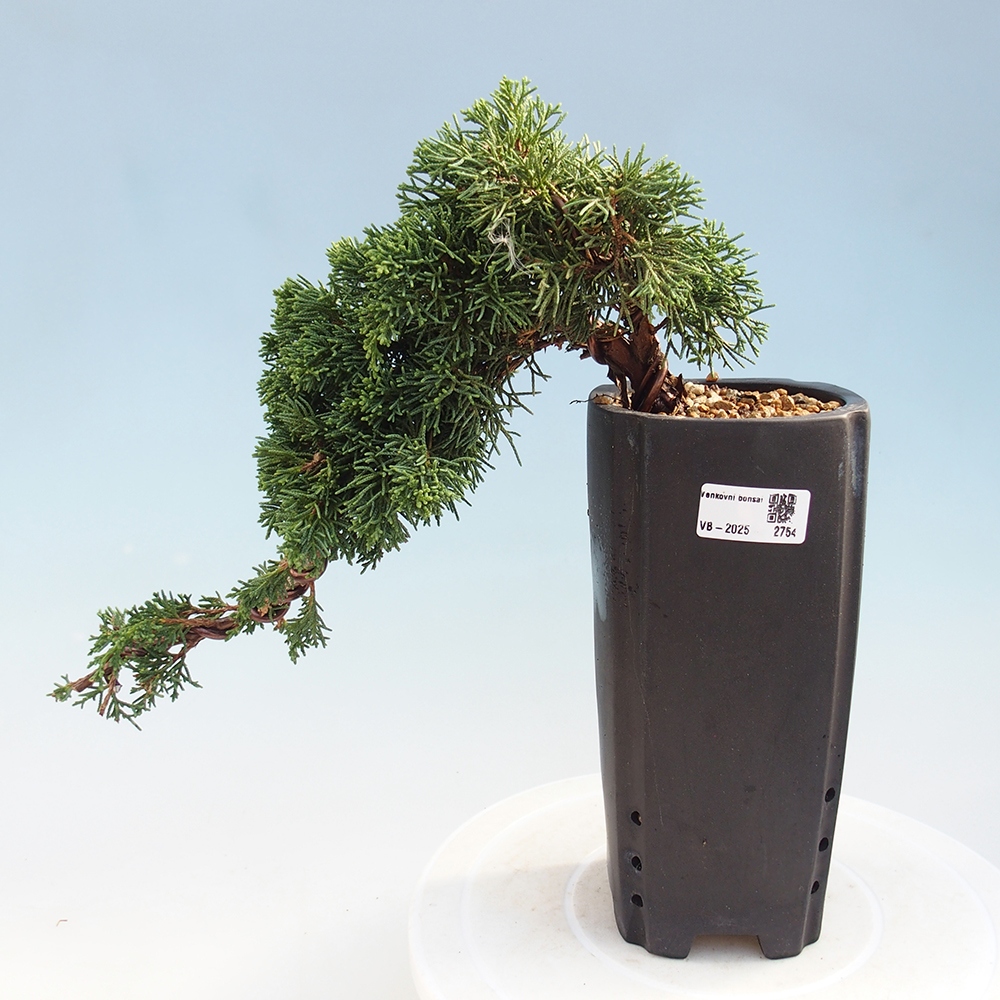 Kültéri bonsai - Juniperus chinensis Kishu