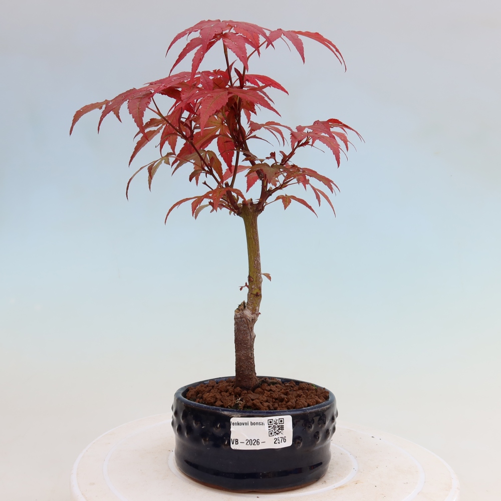 Kültéri bonsai - Acer pálma. Atropurpureum-Javor palmate