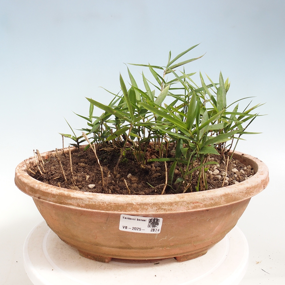 Kültéri bonsai - Pleioblastus argenteostriatus f.pumilus - Törpebambusz