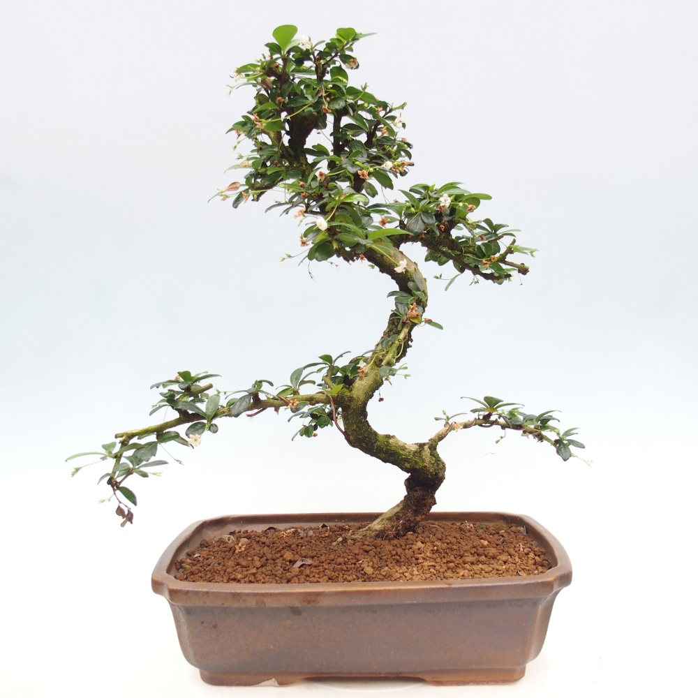 Szobai bonsai - Carmona macrophylla - Tea fuki