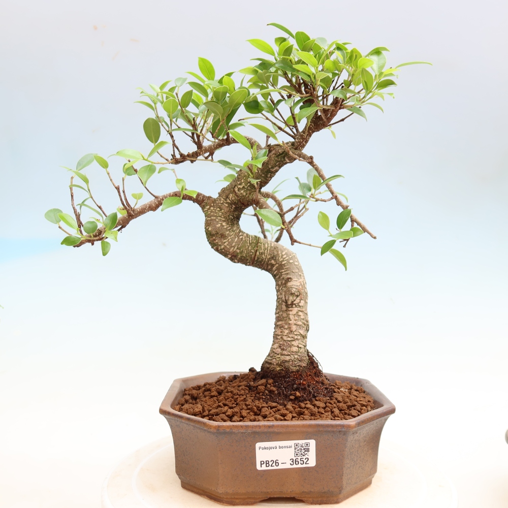 Szobai bonsai - Ficus kimmen - kislevelű fikusz