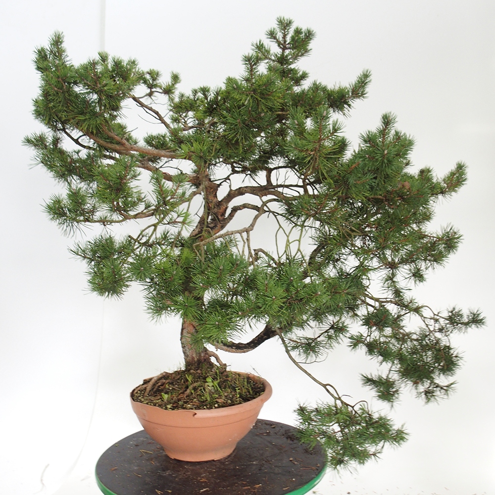 Yamadori - Pinus sylvestris Spanyolország