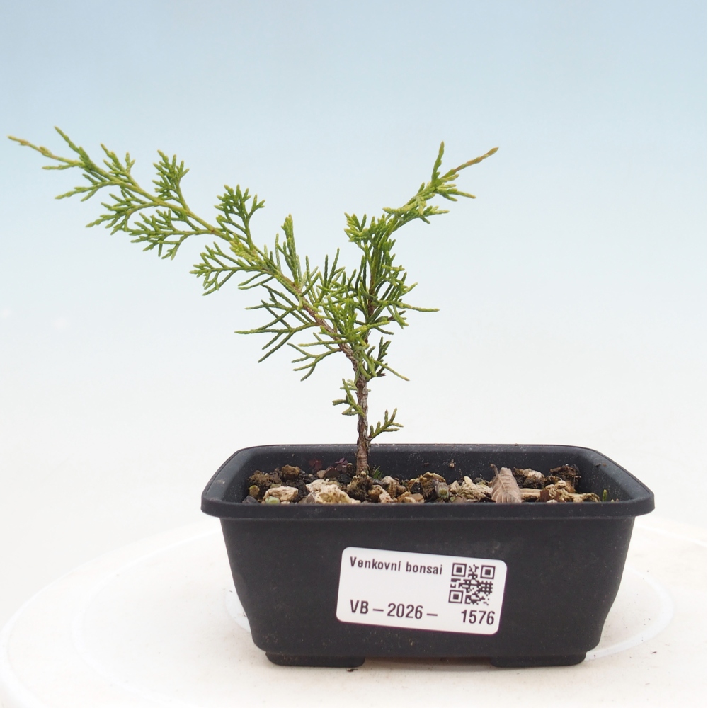 Kültéri bonsai - Juniperus chinensis Itoigawa