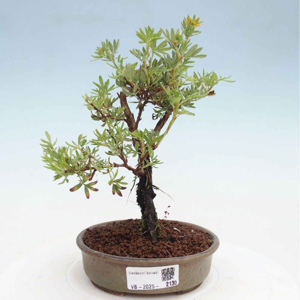 Kültéri bonsai - Potentila fruticosa sárga Bird