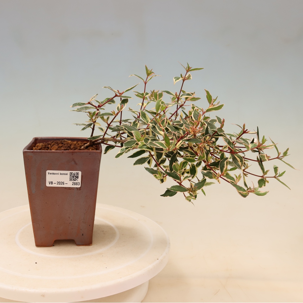 Kültéri bonsai – Abelia gr. Confetti – Nagyvirágú abélia