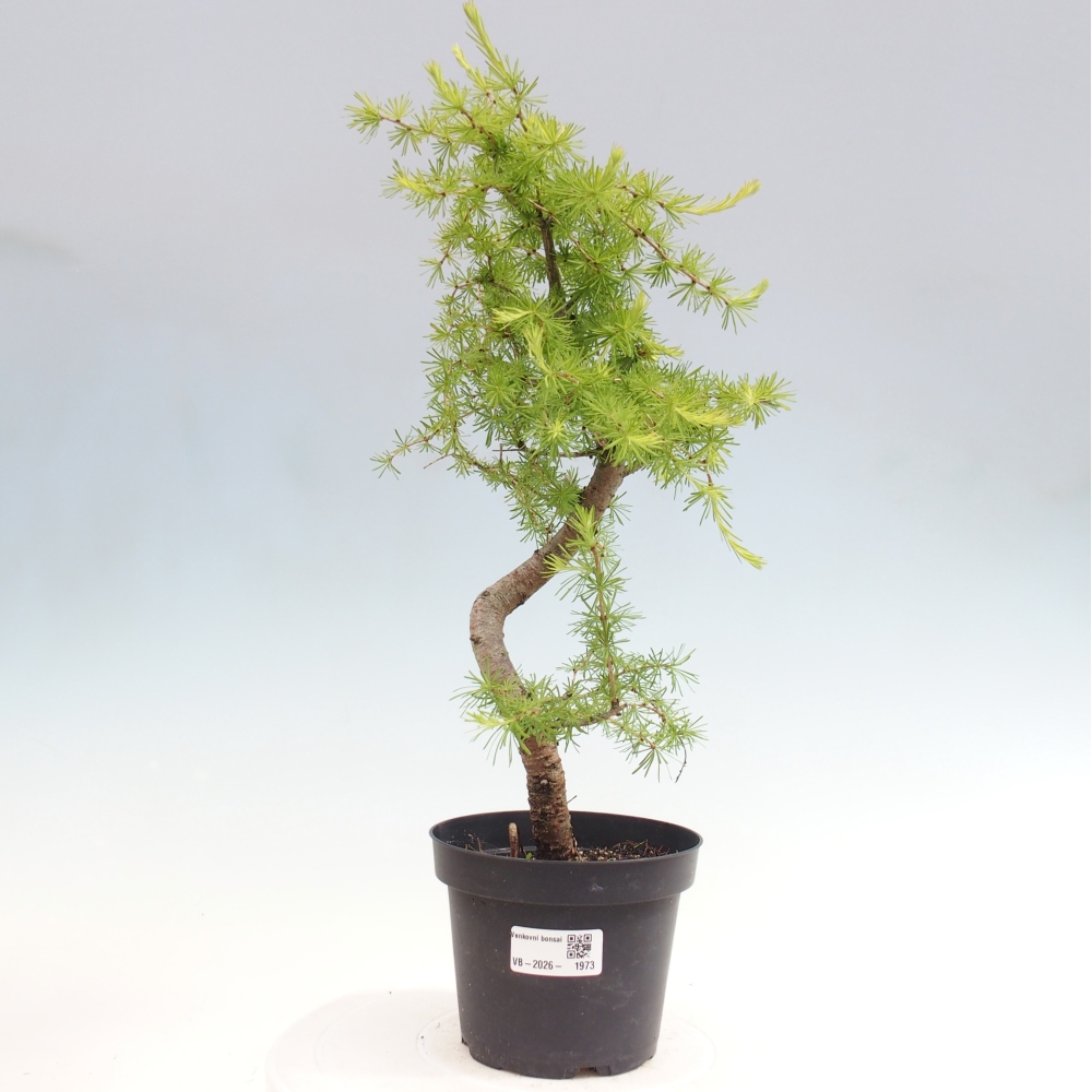 Kültéri bonsai - Larix decidua - vörösfenyő