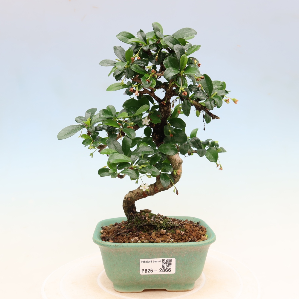 Szobai bonsai - Carmona macrophylla - Tea fuki
