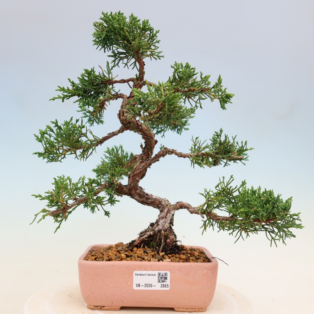 Kültéri bonsai - Juniperus chinensis Kishu