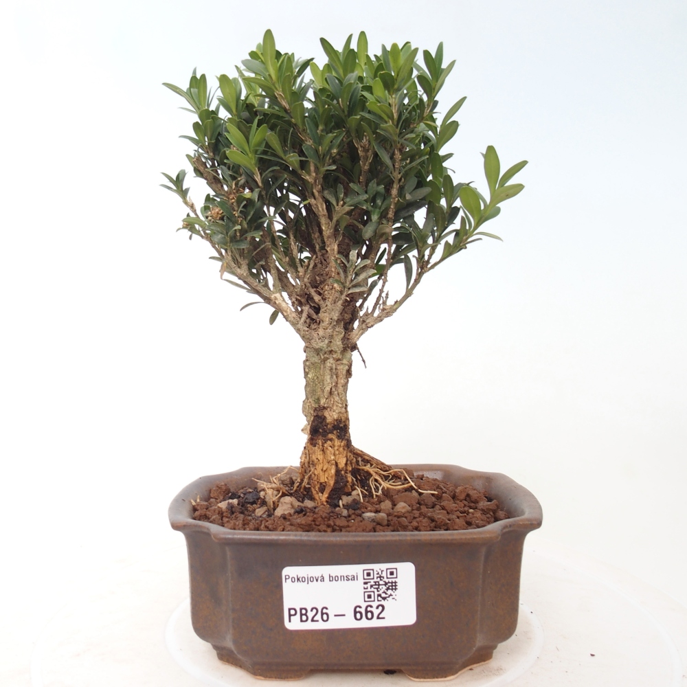Szobai bonsai - Buxus harlandii - parafa buxus