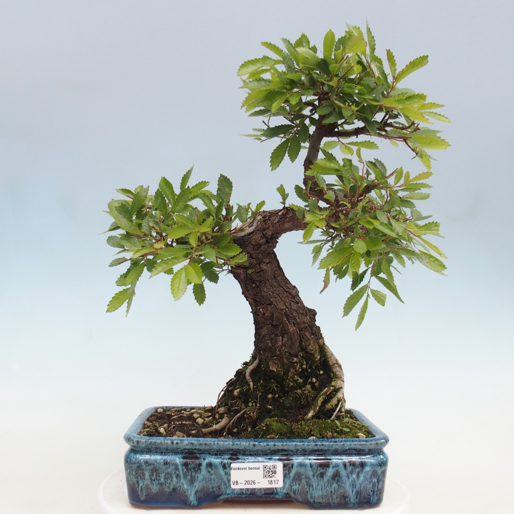 Kültéri bonsai - Zelkova - Zelkova NIRE