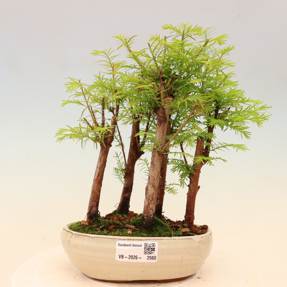 Kültéri bonsai – Metasequoia glyptostroboides – kínai metasequoia – kis erdő