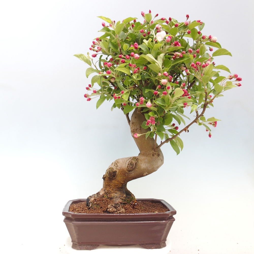Kültéri bonsai -Malus halliana - Kis gyümölcsű almafa