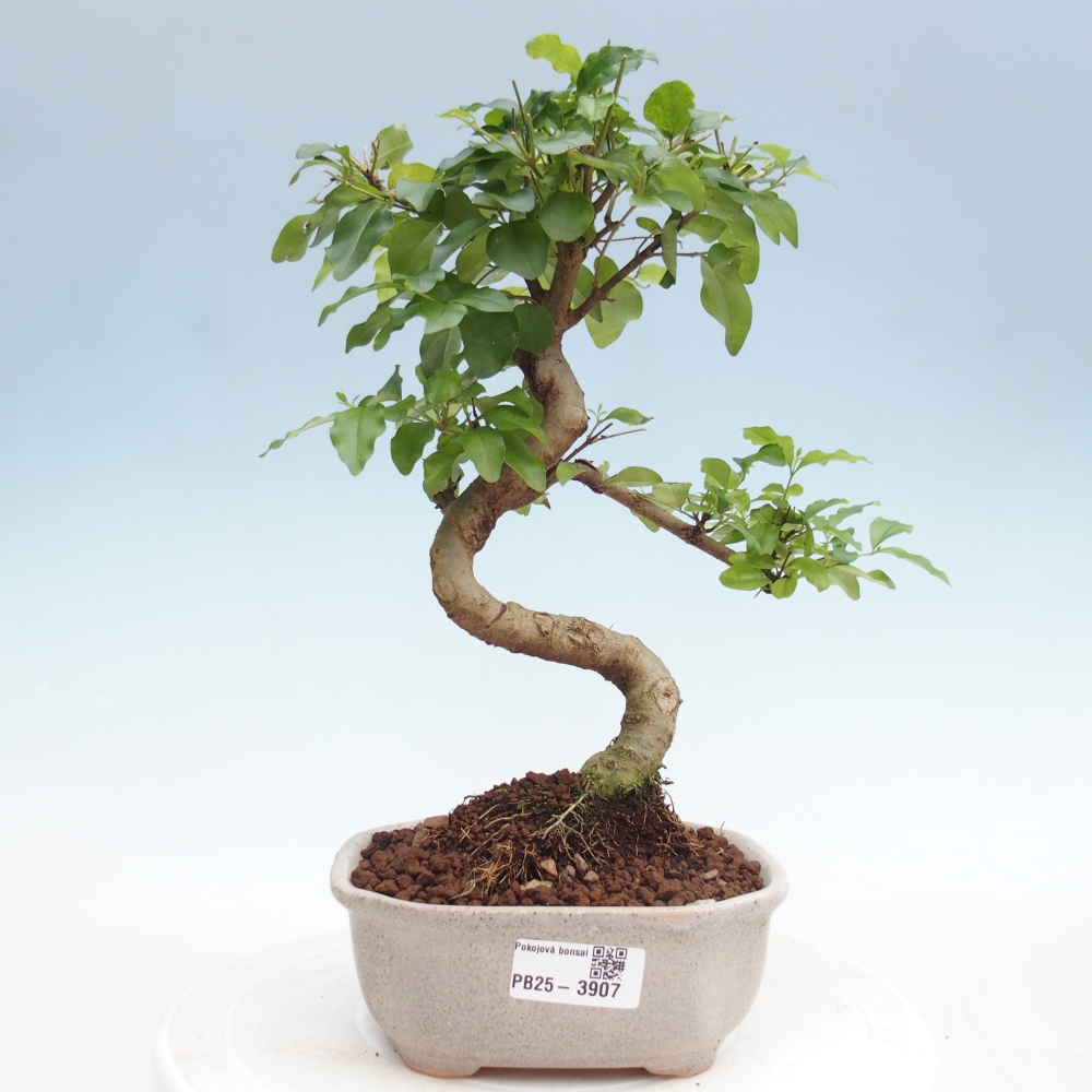 Szobai bonsai -Ligustrum chinensis - Madárcsőr