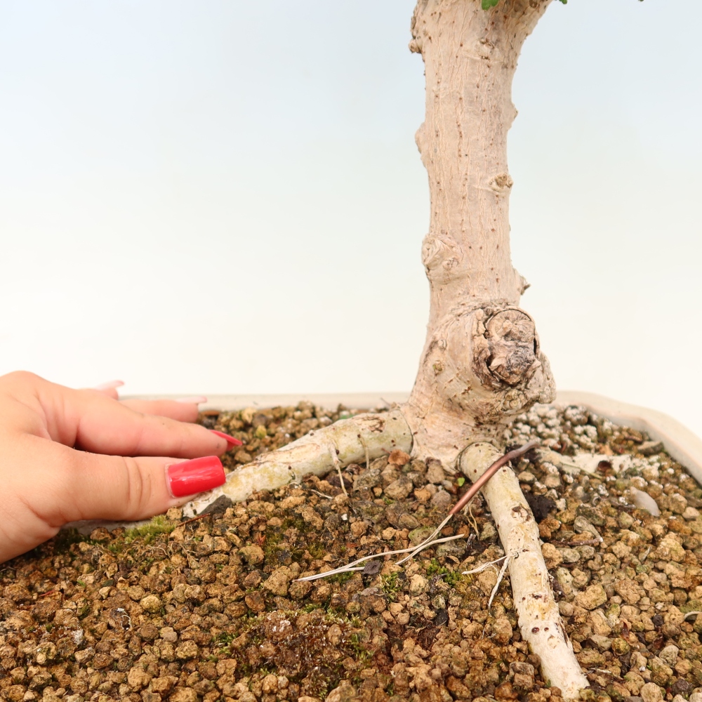 Beltéri bonsai - Hibiscus tiliaceus - tengeri hibiszkusz