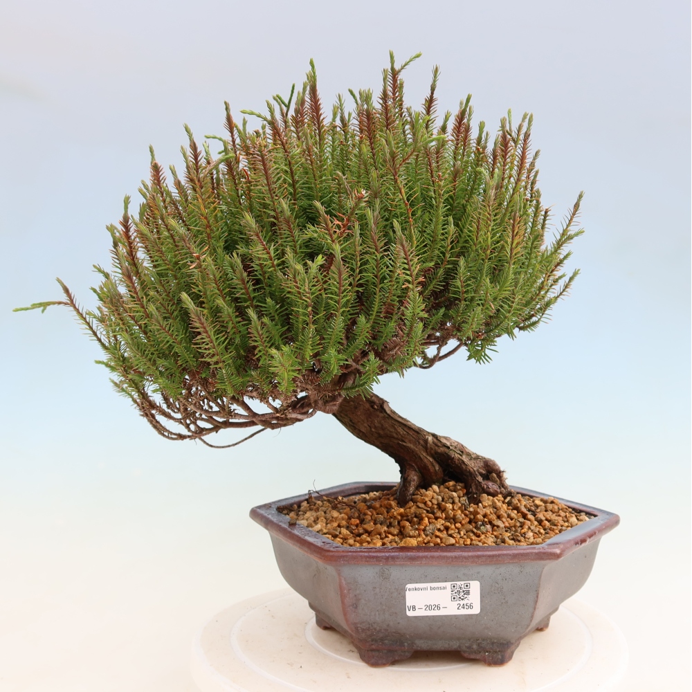 Kültéri bonsai – Cryptomeria – Kryptomeria