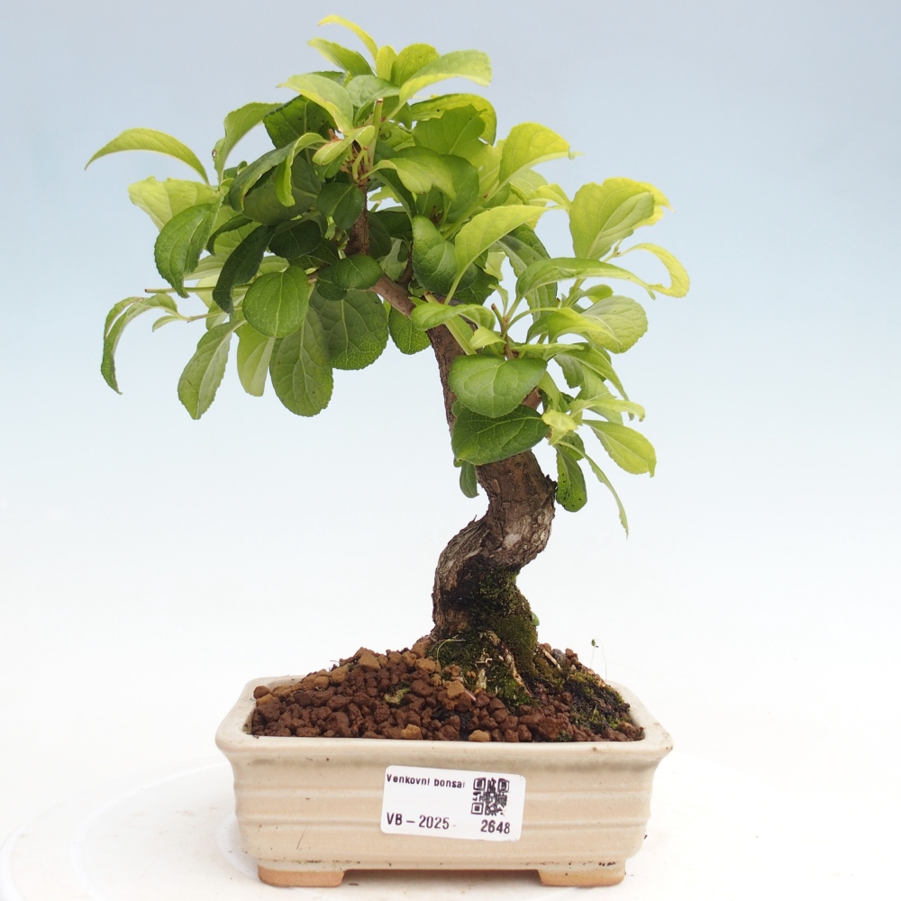 Kültéri bonsai - Celastrus orbiculatus