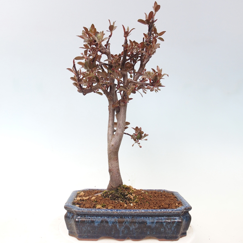 Kültéri bonsai -Malus domestica - Kis gyümölcsű piros levelű almafa