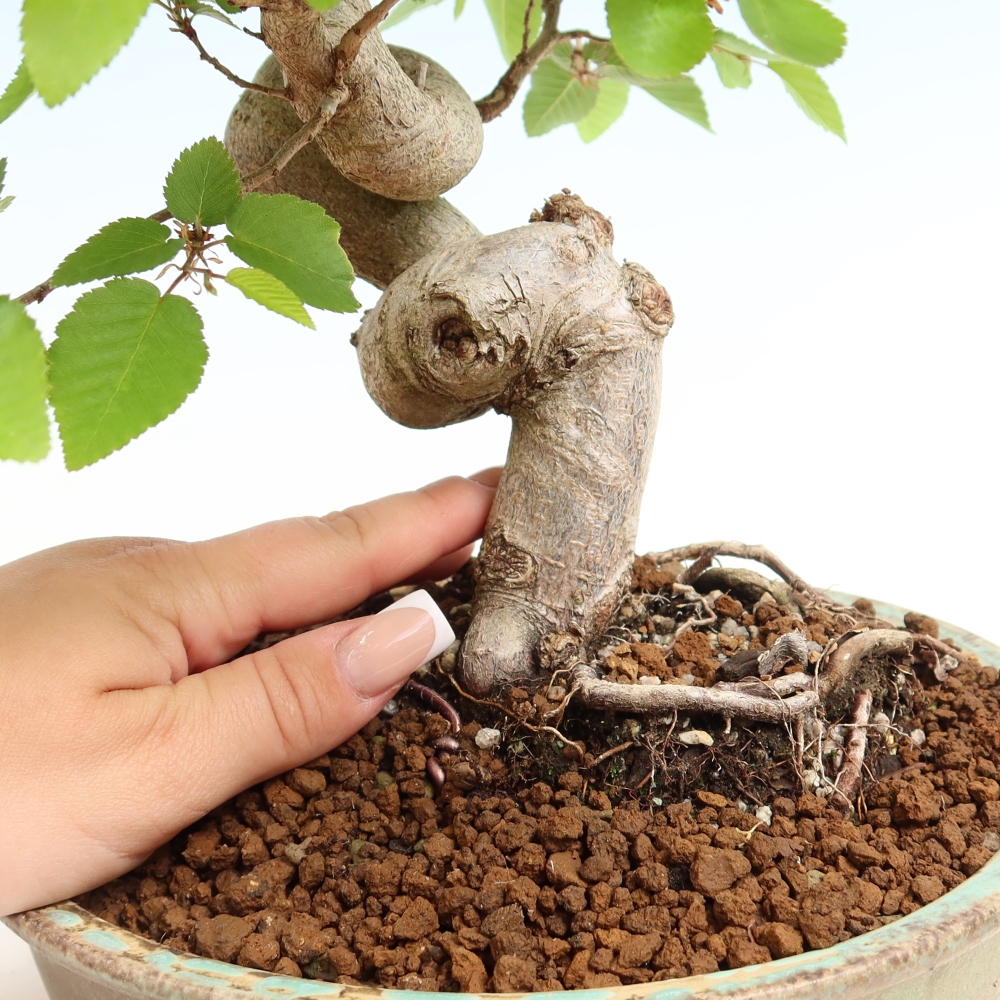 Kültéri bonsai -Carpinus Coreana - Koreai gyertyánfa