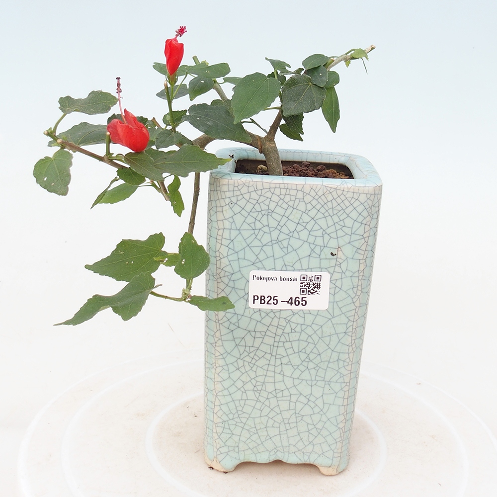 Beltéri bonsai - Malvaviscus arboreus